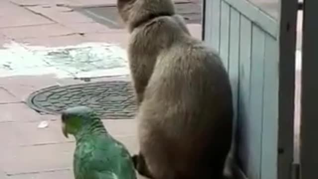 Funny cat And bird