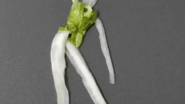 Cabbage leaves make dance animation