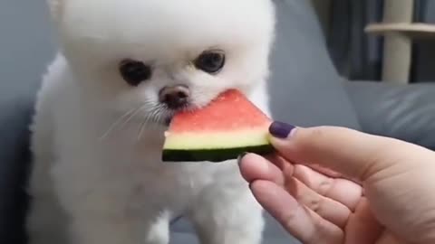 cute and funny animals compilation #1