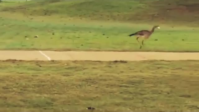 A bird discovers golf balls can bounce. Now it cannot stop playing.