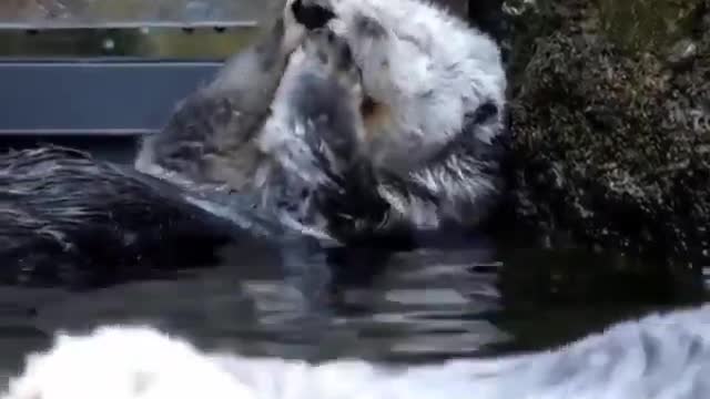 The seal is doing face massage after a hard working day