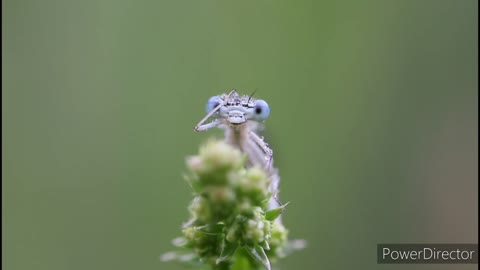 Dragonfly is washing it's face.