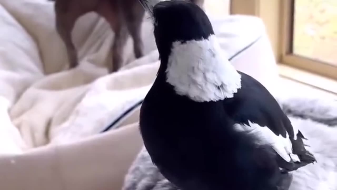 When a magpie ends up being a dog 😂