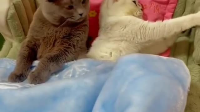 Cat angry from her husband so funny animals prank videos