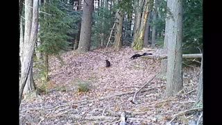 Family of Otters