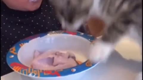 Baby and cat eat for funny
