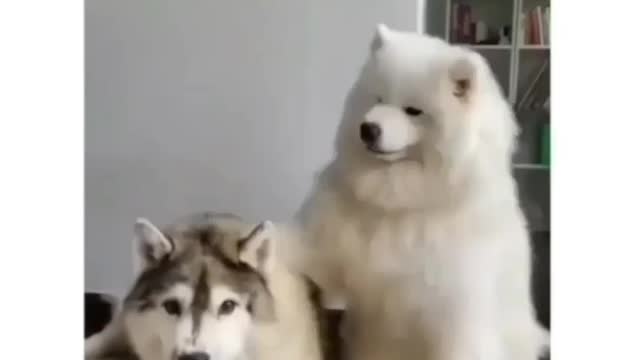 the white dog said calm down