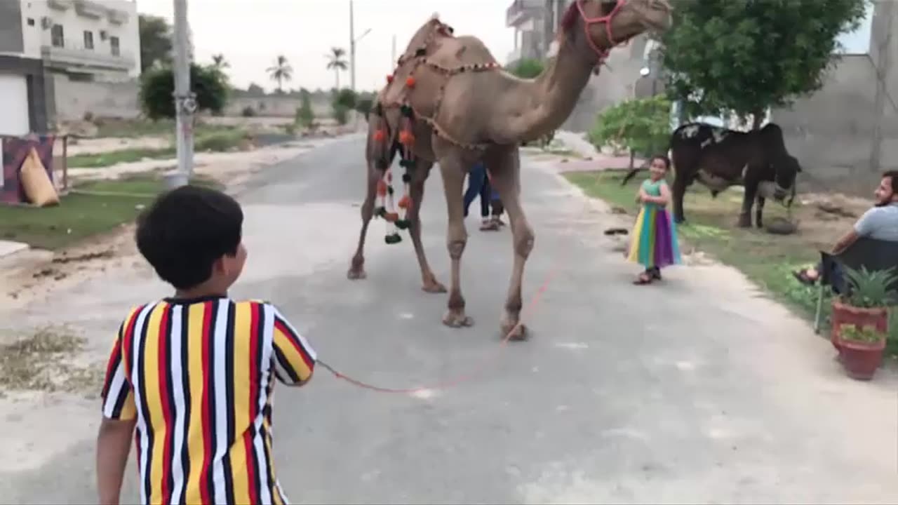 Daud And His Cousins Playing With Camel - Before Eid ul Azha