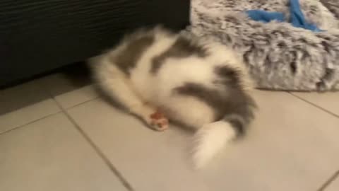 Cute Tired Puppy Sleeping Face Down Under Storage Unit