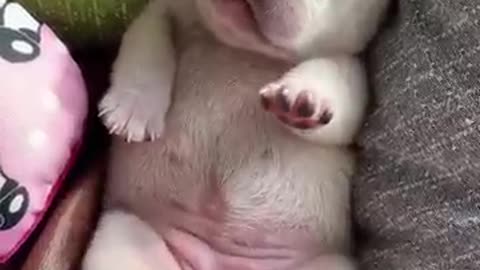 Dog video