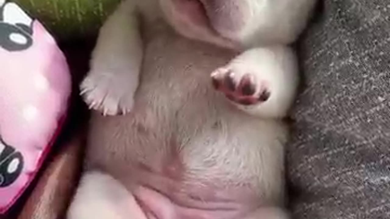 Dog video