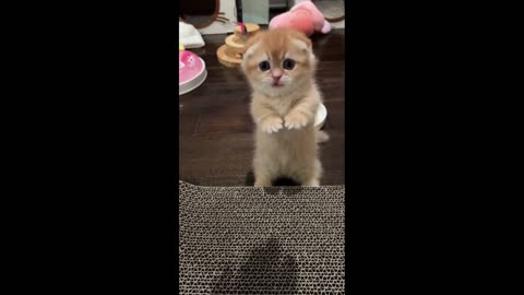 cat funy