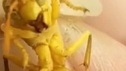 Yellow Paper Wasp Funny