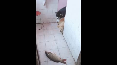 Hilarious dog fail