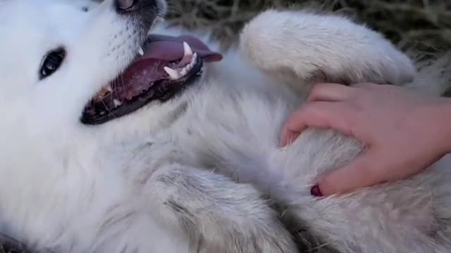 The most beautiful pet dog
