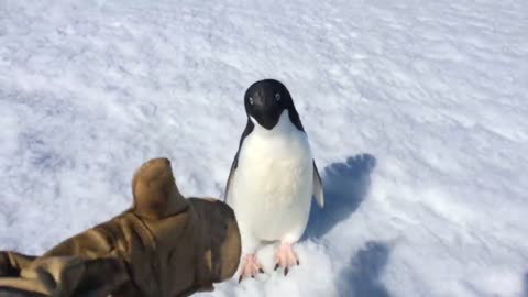 Angry penguin