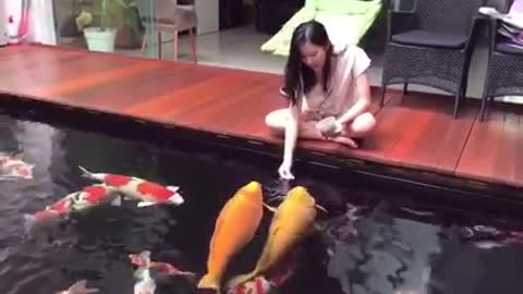 Koi fish and love