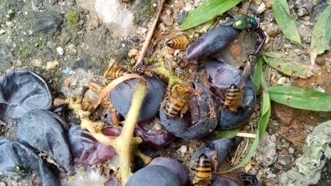 Bees and Flies On Grapes