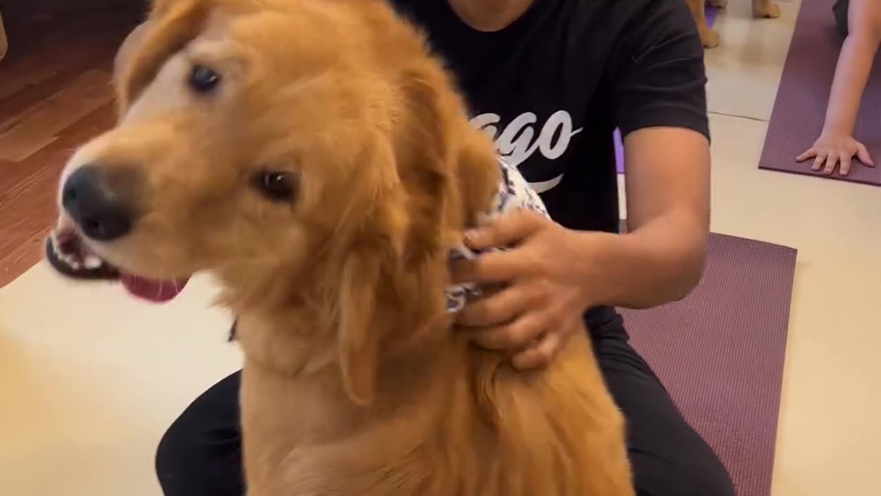 Massive Newfoundland Thinks He's A Tiny Lap Dog #1