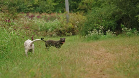 happiness dogs