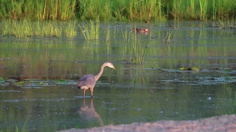 Birds in the lake