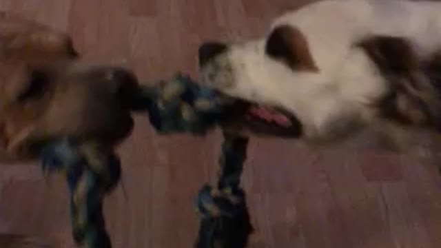 Dogs playing tug of war