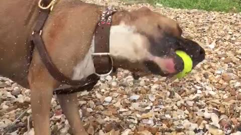 Dog swimming in sea