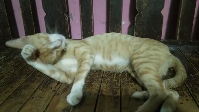 Cat caught yawning, sleeps almost all day. Awake at night, catching farm pests