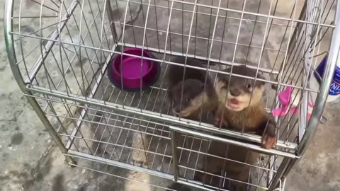 sibling otters who were trapped underwater after their rescue