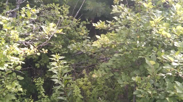 Camp Chick road view