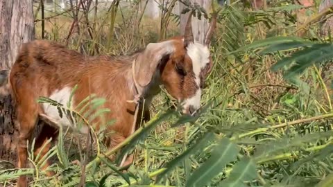 lovely goat, cute love 1