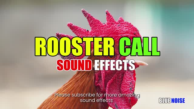 Rooster morning call sound effects