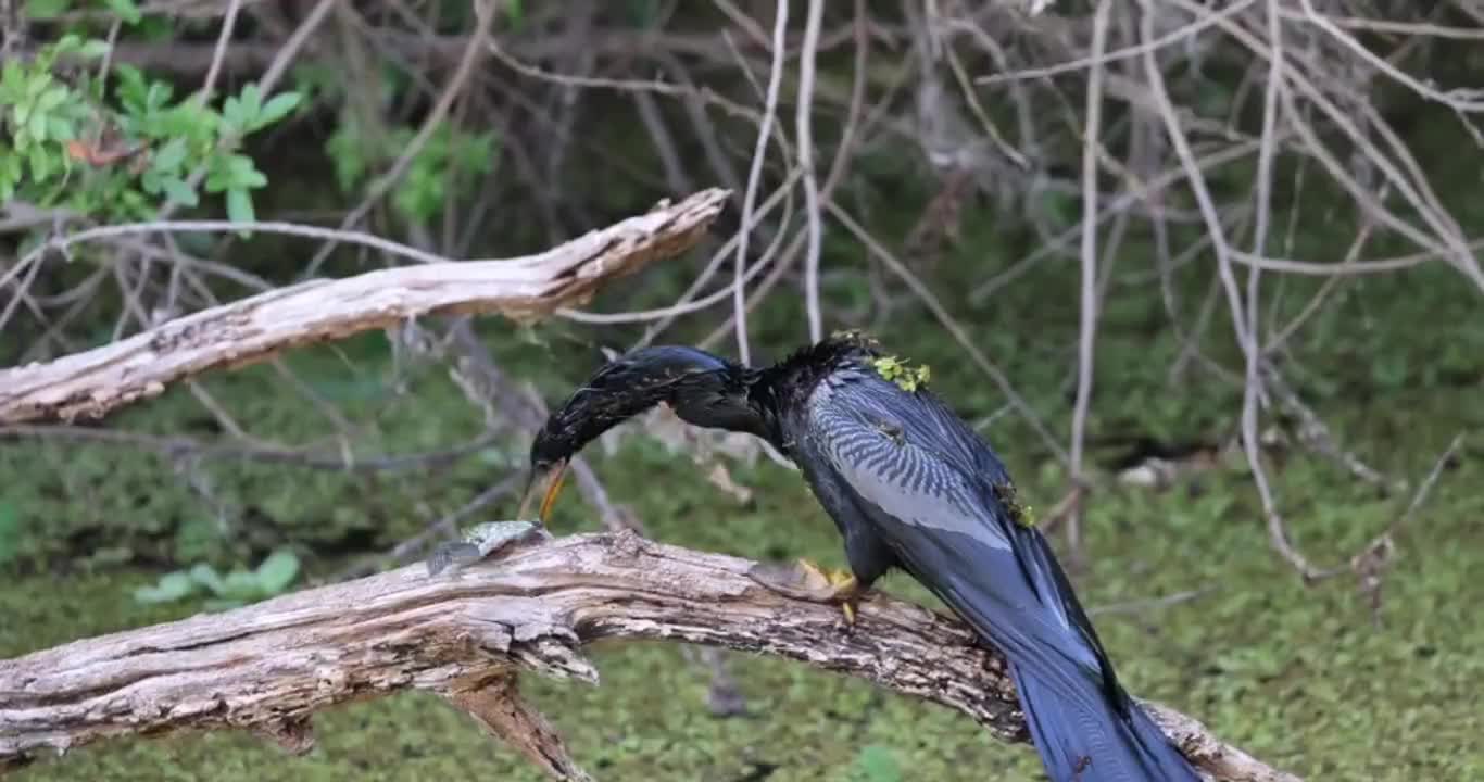Dinner's Almost Ready
