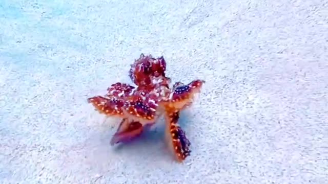 Lovely Octopus