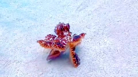 Lovely Octopus