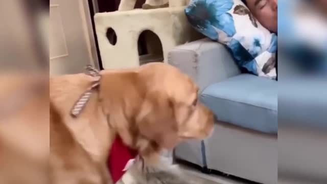 Golden Retriever Removes Cat from Owner