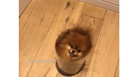 Cute puppy