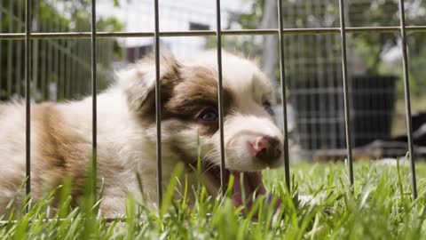 A cute puppy rests on grass in a cage, breathes quickly - closeup