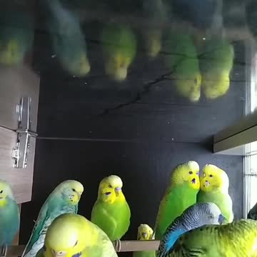 A group of lovebirds standing in their cage in silence with some birds tweeting