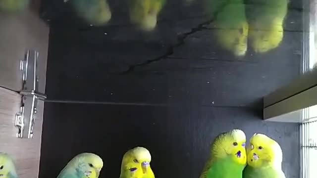 A group of lovebirds standing in their cage in silence with some birds tweeting