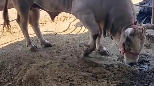 Raised a very strong cow