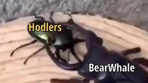 Bitcoin Holders