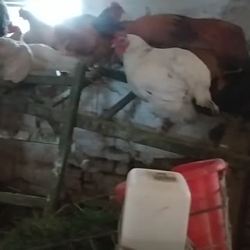 Sweet dreams, my chicken and ducks! 🐓🐔🦆