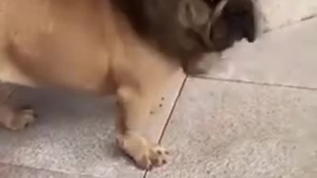 funny dog video from england