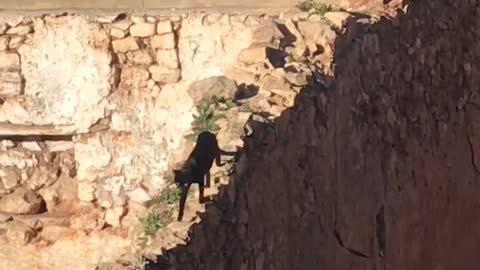 The terrifying black cat walks over the wall