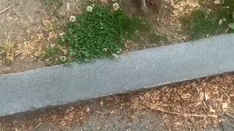 Squirrel Takes Woman to Show Her Hidden Peanut Stash