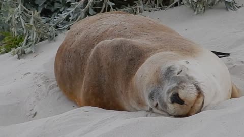 SEAL SLEEPS ON SAND