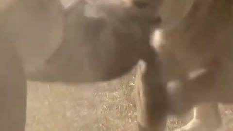 WILD ANIMALS HUNTING PREY COMPILATION RELAX FOR LIFE ​​​#23