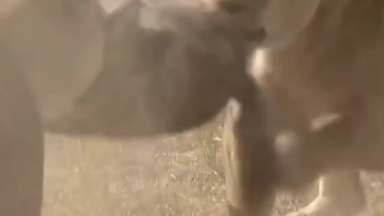 WILD ANIMALS HUNTING PREY COMPILATION RELAX FOR LIFE ​​​#23