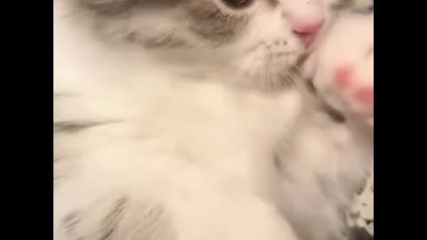 Cat funny video 😁❤️